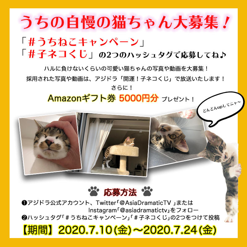 「#うちねこキャンペーン」を開催！！あなたの自慢の猫ちゃんが「開運！子ネコくじ」で放送されるかも！？ TwitterまたはInstagramで応募しよう♪