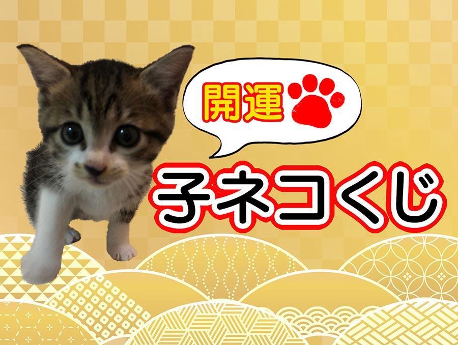 開運!子ネコくじ